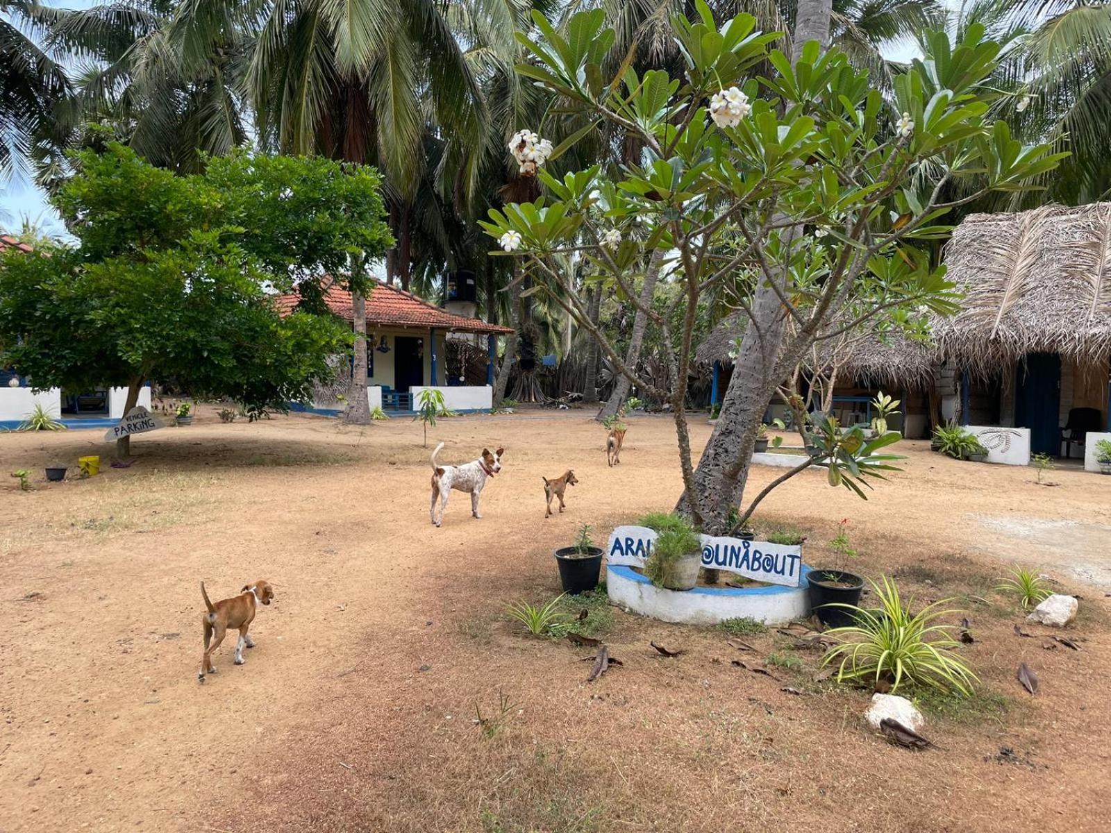 Araliya Villa Kalpitiya Esterno foto